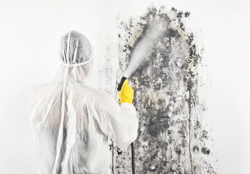 Mold Remediation Experts in Jefferson